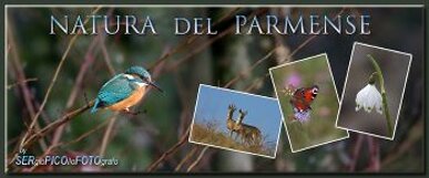 natura_parmense1.jpeg