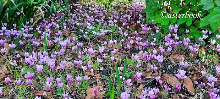 cyclamen hederifolium bedonia 250903_21 (8).jpeg