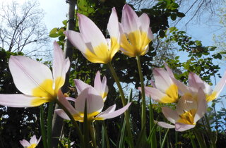 tulipa%20saxatilis%20260402-70%20(7).jpeg