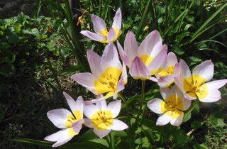 tulipa%20saxatilis%20260402-70%20(3).jpeg