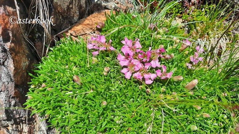 saponaria pumila 260702_633 (1).jpeg