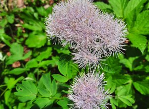 aster-alpinus-45-copia-ab.jpeg