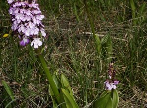 orchidea%20minore%20-%20anacamptis%20morio.jpeg