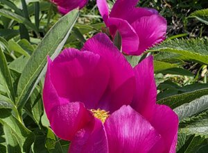 paeonia%20officinalis%20(2).jpeg
