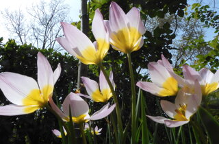 tulipa%20saxatilis%20260402-70%20(2).jpeg