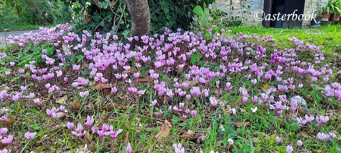 cyclamen hederifolium bedonia 250903_21 (10).jpeg