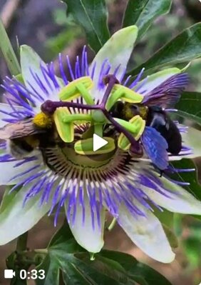screenshot_video_passiflora.jpeg