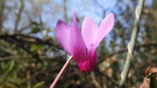 dscn8769 - copia.jpeg dscn8769 - copia.jpeg