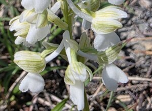 ophrys%20sphegodes.jpeg ophrys%20sphegodes.jpeg