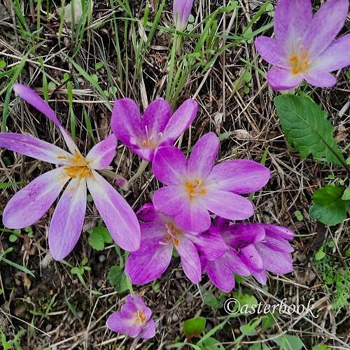 colchicum lusitanum 250901_18 (3) - copia.jpeg