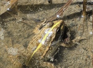 paeonia%20officinalis%20(3).jpeg paeonia%20officinalis%20(3).jpeg