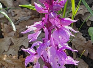 paeonia%20officinalis%20(5).jpeg paeonia%20officinalis%20(5).jpeg