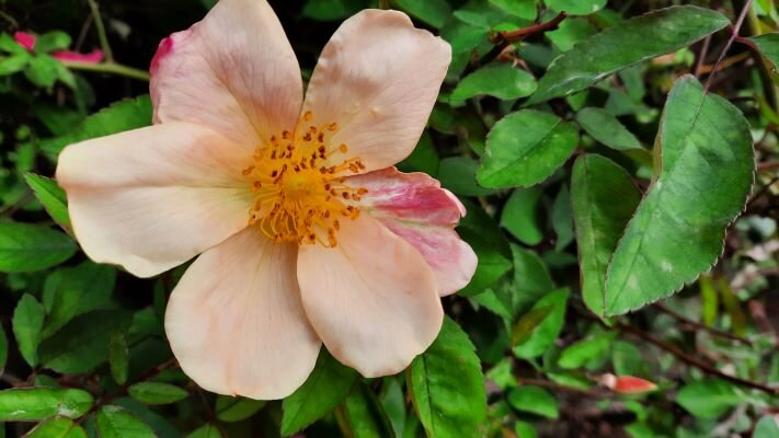 rosa sp 241014_09.jpeg