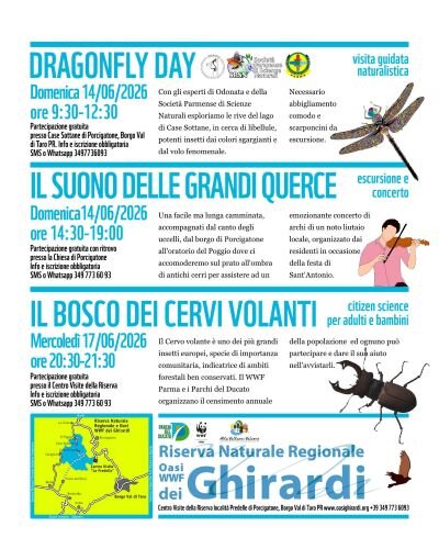 libellule concerto cervivolanti.jpeg