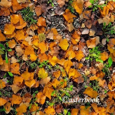 populus nigra 251105_04 (1) - copia.jpeg