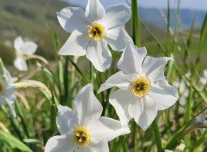 orchis%20purpurea.jpeg orchis%20purpurea.jpeg