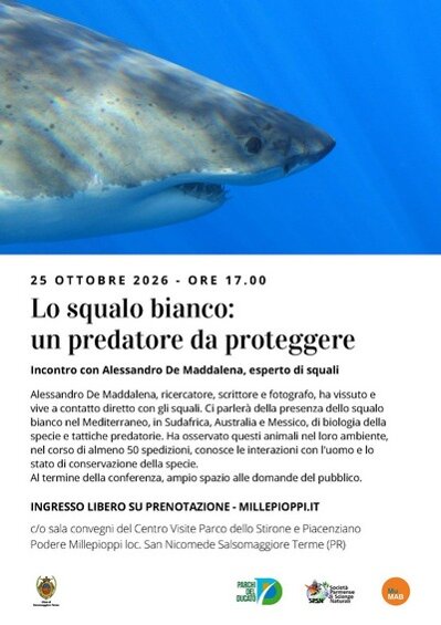 squalo bianco 400x566.jpeg