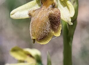 paeonia%20officinalis%20(6).jpeg paeonia%20officinalis%20(6).jpeg