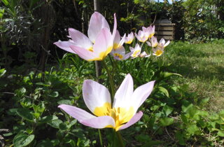 tulipa%20saxatilis%20260402-70%20(1).jpeg
