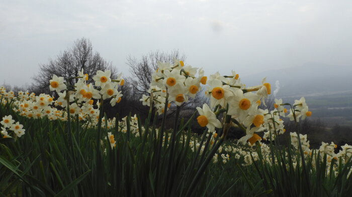 narcissus tazetta 260308-63 (1).jpeg
