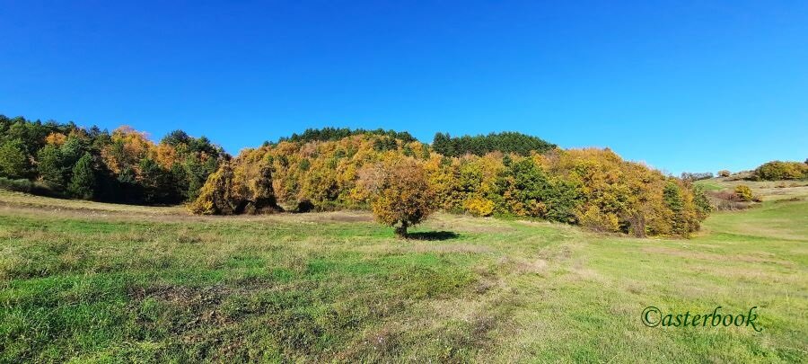 20251104_132832 - copia.jpeg 20251104_132832 - copia.jpeg