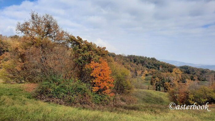 carpaneto fontanafredda 251109_58 (9) - copia.jpeg