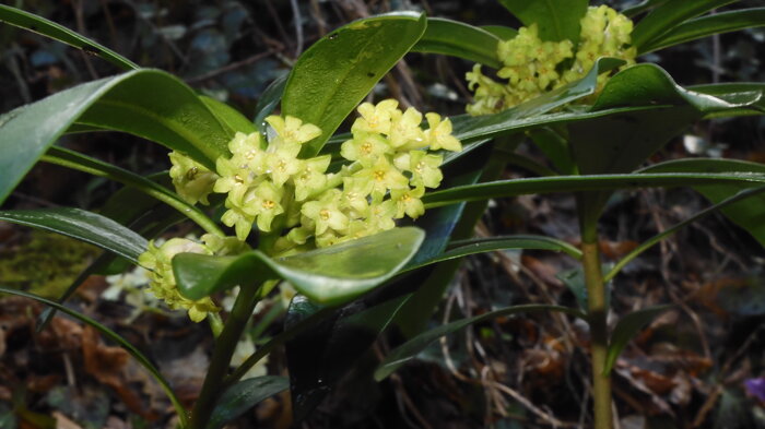 daphne laureola 260313-36 (2).jpeg