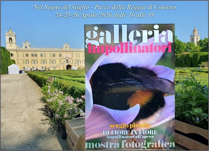 mosta impollinatori picollocolorno.jpeg