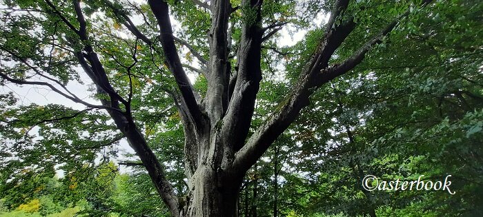 fagus sylvatica grande faggio 250914_16 (7).jpeg