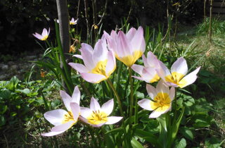 tulipa%20saxatilis%20260402-70%20(5).jpeg