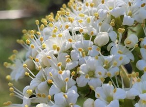 anthocaris%20cardamines%20su%20aegonychon%20purpurocaeruleum.jpeg anthocaris%20cardamines%20su%20aegonychon%20purpurocaeruleum.jpeg