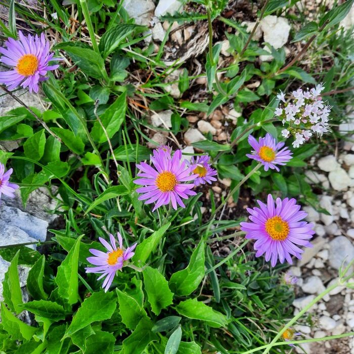 aster alpinus taa giu 2025.jpeg