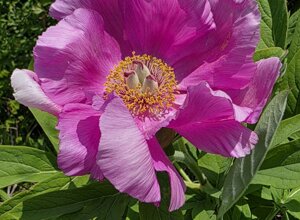 paeonia%20officinalis%20(1).jpeg