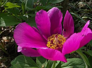 barlia robertiana 2.jpeg