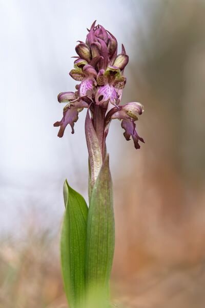 barlia robertiana 2.jpeg