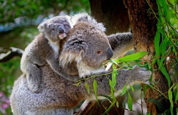 holgi-koalas-61189.jpeg