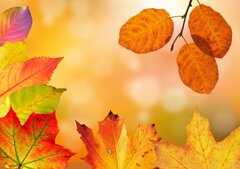 autunno 1.jpeg autunno 1.jpeg