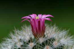 fiore di cactus.jpeg fiore di cactus.jpeg