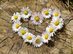 congerdesign-daisies-712892.jpeg