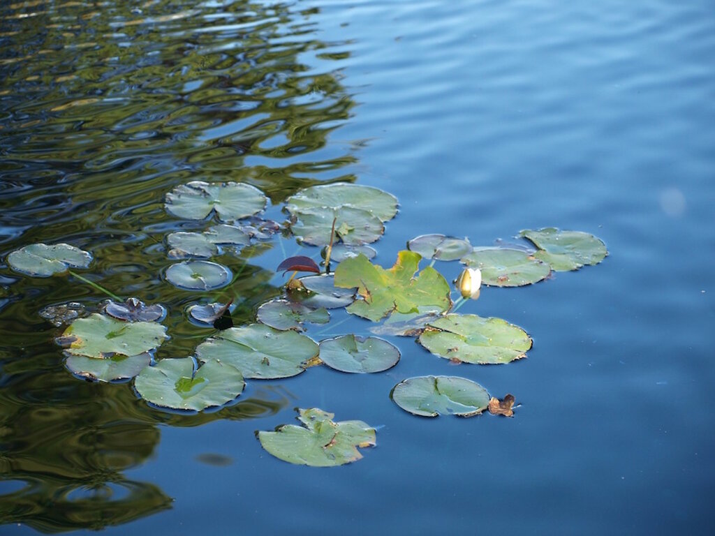fiori_di_loto_in_acqua.jpeg fiori_di_loto_in_acqua.jpeg