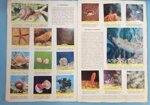 il-regno-animale-un-viaggio-nel-fantastico-completo