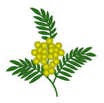 mimosa