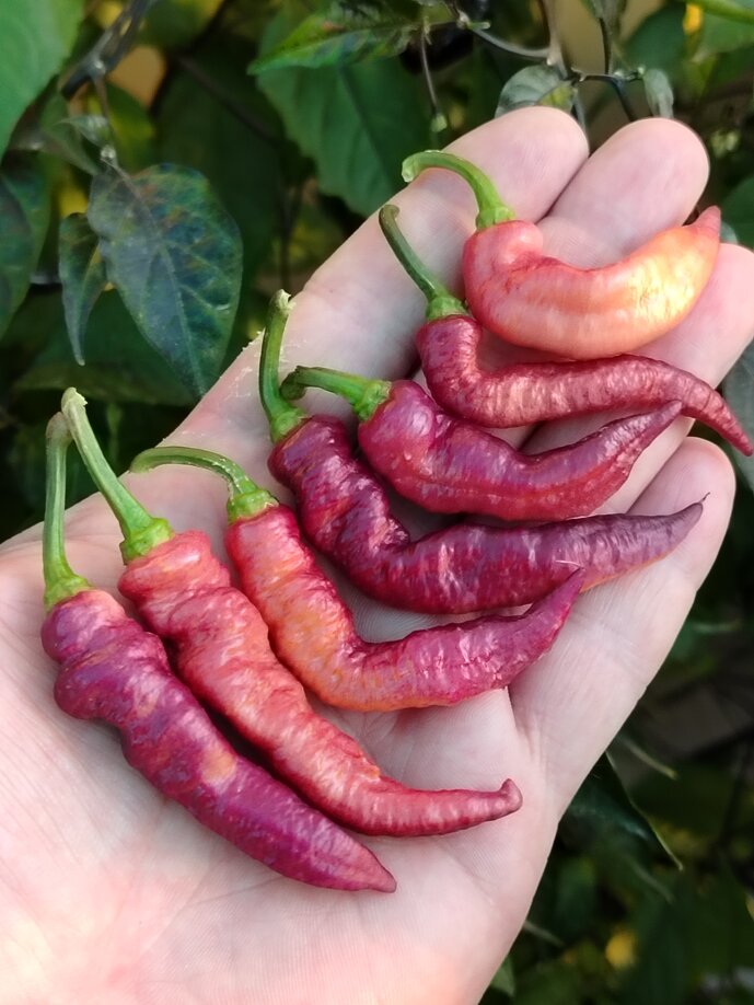 peperoncini pink tiger