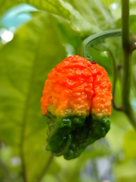 peperoncino carolina reaper red