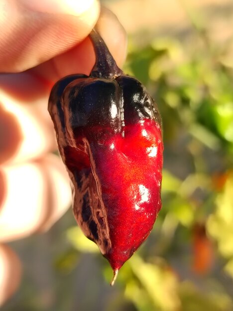 peperoncino rouge noir