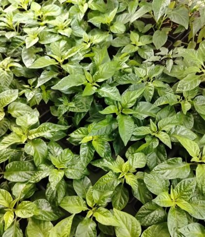 piante di peperoncino