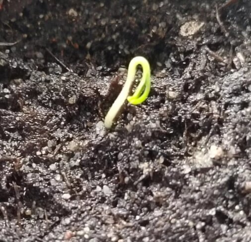 germinazione seme di peperoncino