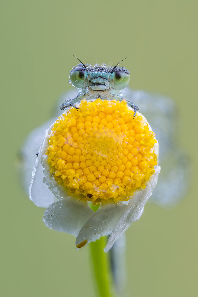 damigella_su_fiore_giallo.jpeg damigella_su_fiore_giallo.jpeg