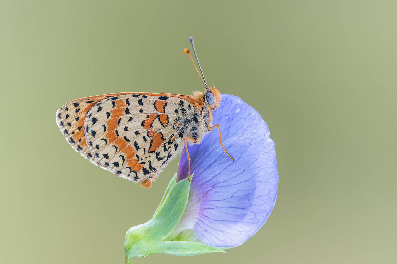 _dsc9511.jpeg _dsc9511.jpeg