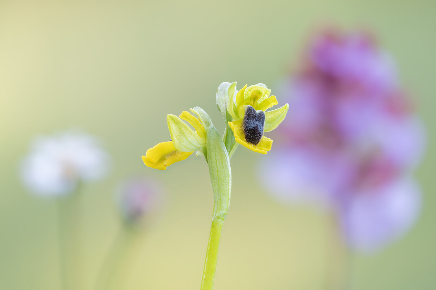 orchidea_selvatica_ophrys-lutea.jpeg orchidea_selvatica_ophrys-lutea.jpeg